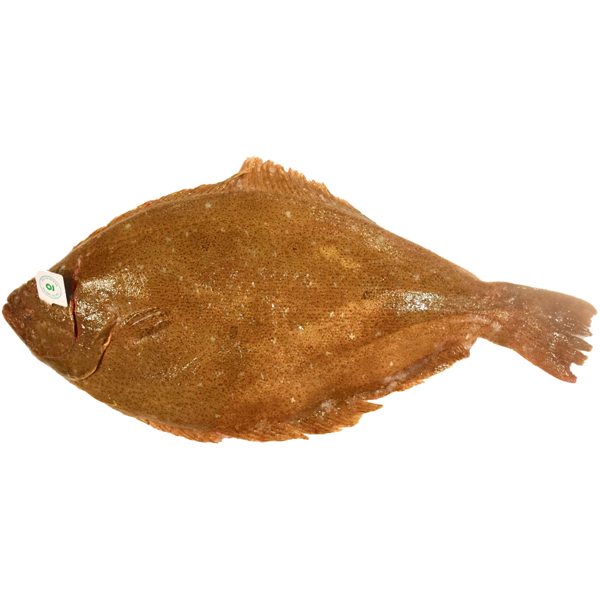ikejime+.png