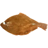 FLOUNDER, IKE JEJU OLIVE FLOUNDER 15KG/CS FR KOR F LB