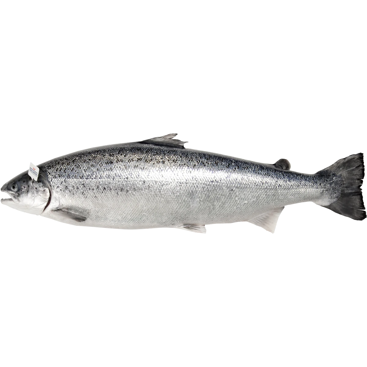 atlantic+salmon+.png