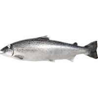 SALMON 