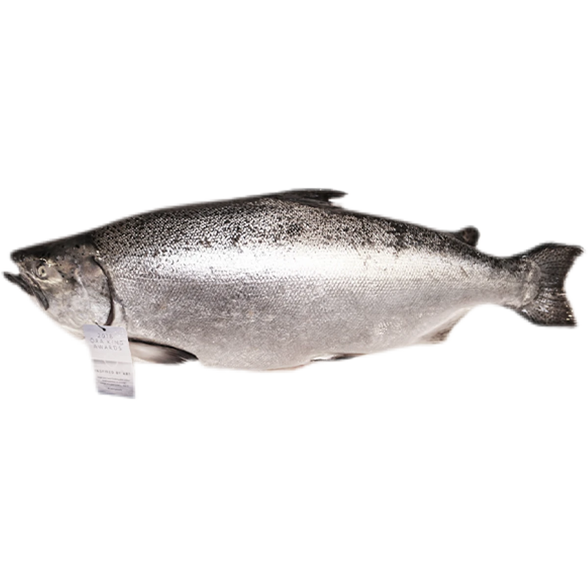 king+salmon+.png