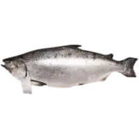 SALMON, KING SALMON 