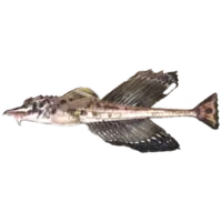 POACHER, WILD SAILFIN POACHER 
