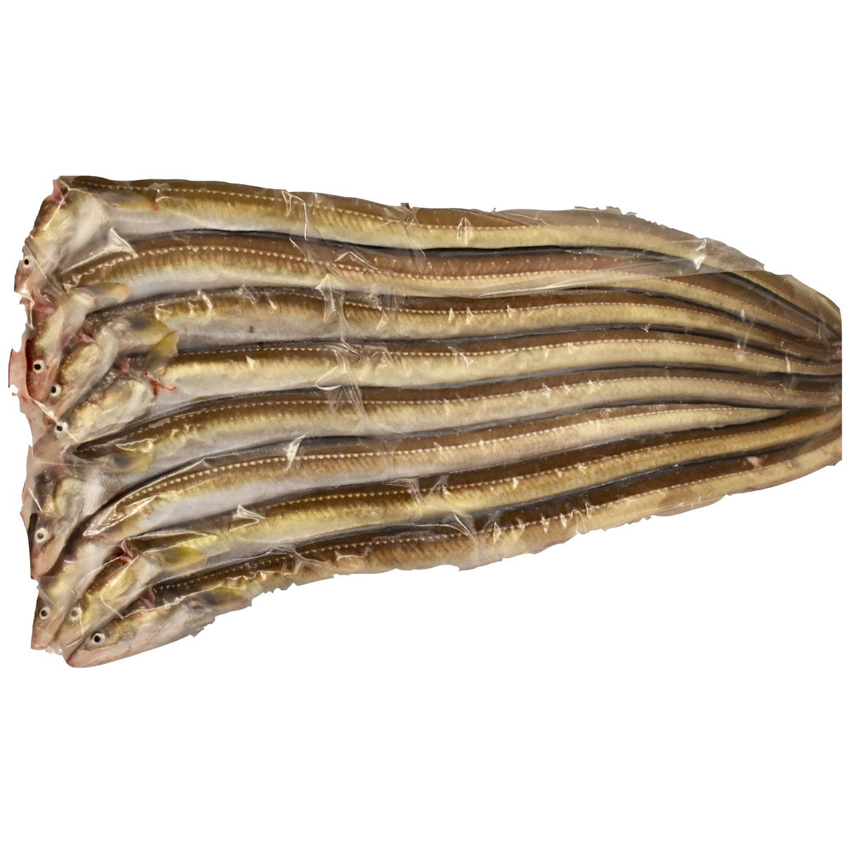 ikejime+anago+.png