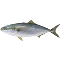 RAINBOW RUNNER/TSUMU BURI FR JPN W LB