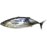 PICKLED FISH GUTS IN SALT,