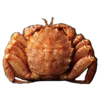 CRAB HAIRY, KEGANI R FR JPN W LB