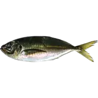 AJI, HORSE MACKEREL, FARM JACK/TSURI AJI (per pc)