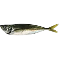 AJI, JACK, MAME / KO AJI FR JPN (per pc)