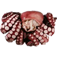 madako+boiled+.png