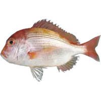 SEABREAM, RENKODAI FR JPN W LB