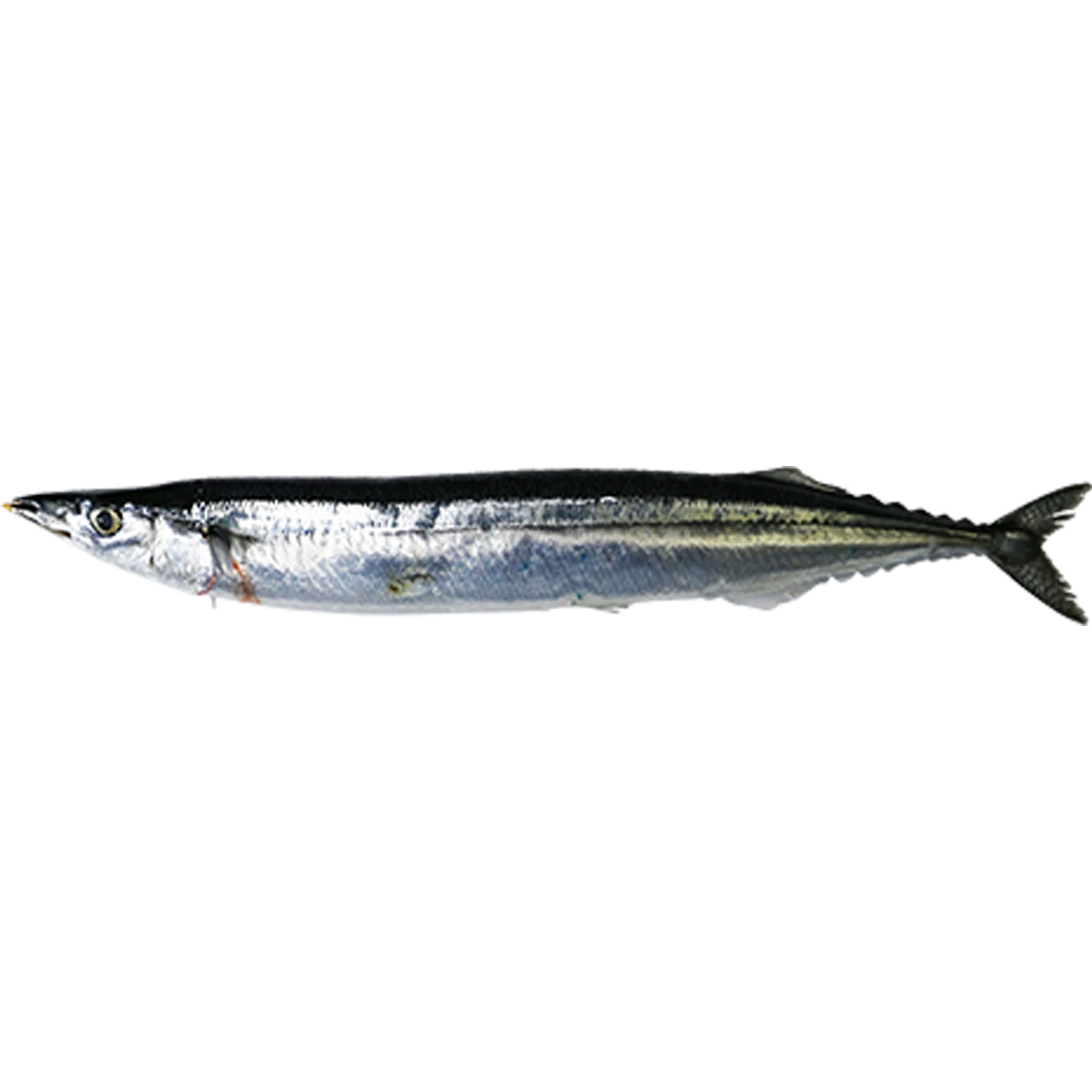 sanma+.png