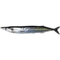 OTHER, SAURY, DRIED, 