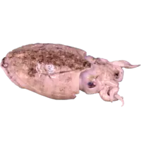 SQUID INK/IKA SUMI 500GM/PK FZ JPN W PK