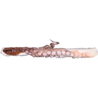 OCTOPUS LEG/TAKO(ASHI)GESO FR JPN W LB