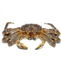 CRAB, KING CRAB , 