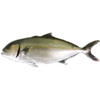 AMBERJACK, BAJA KAMPACHI FILLET (1-1.2KG/PC)