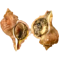 CONCH, WHELK/ISO TSUBUGAI FR JPN W LB