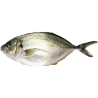 AJI, SHIMA AJI, JACK, CREVALLE/SHIMA AJI WHOLE FR JPN F LB