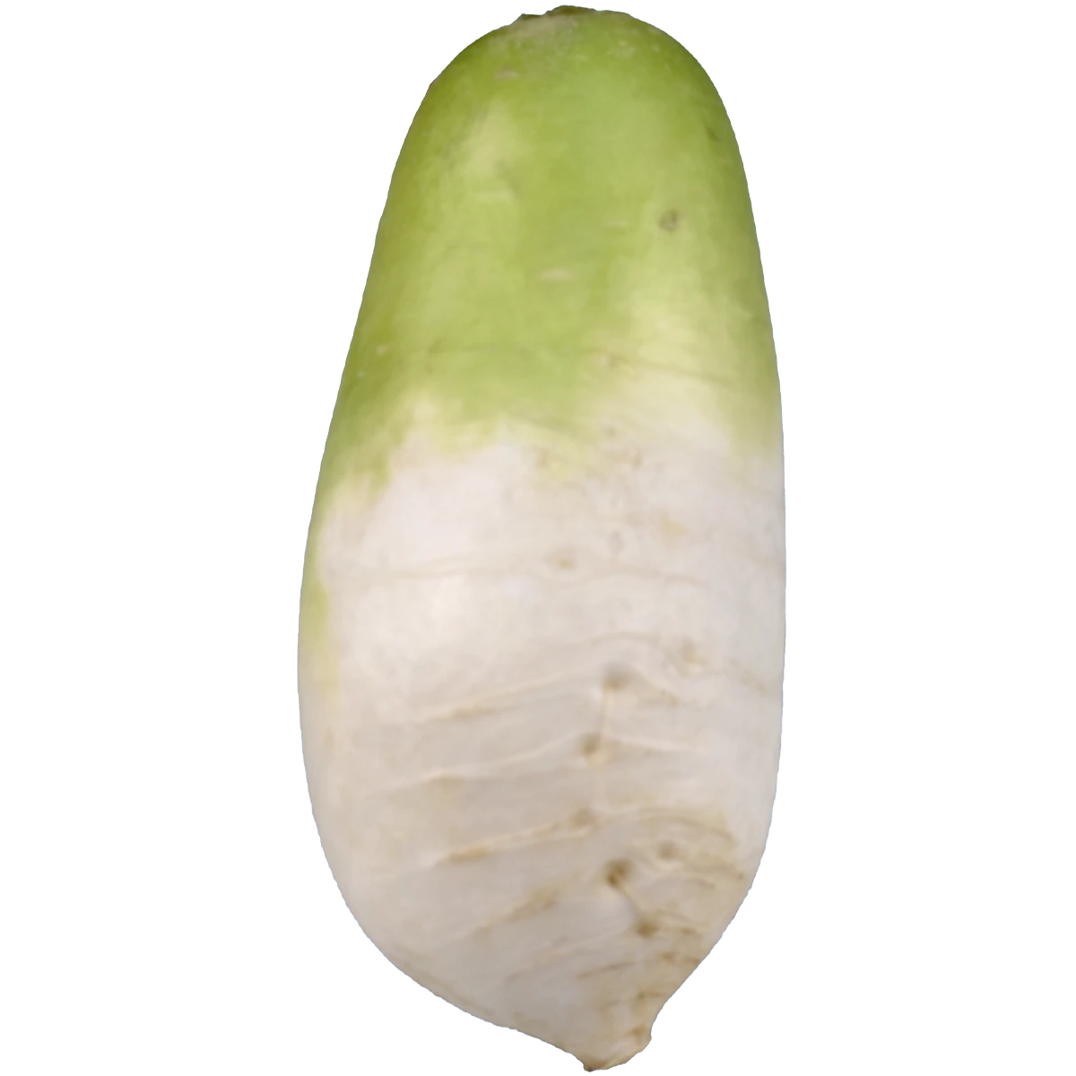 daikon+radish+.png