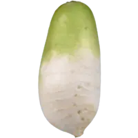 daikon+radish+.png