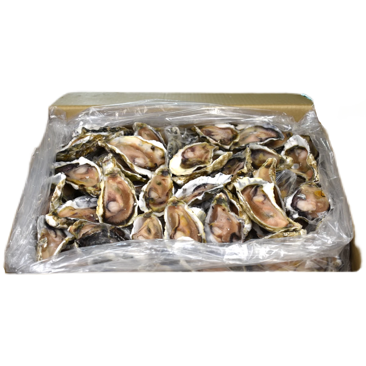 oyster+half+shell+.png