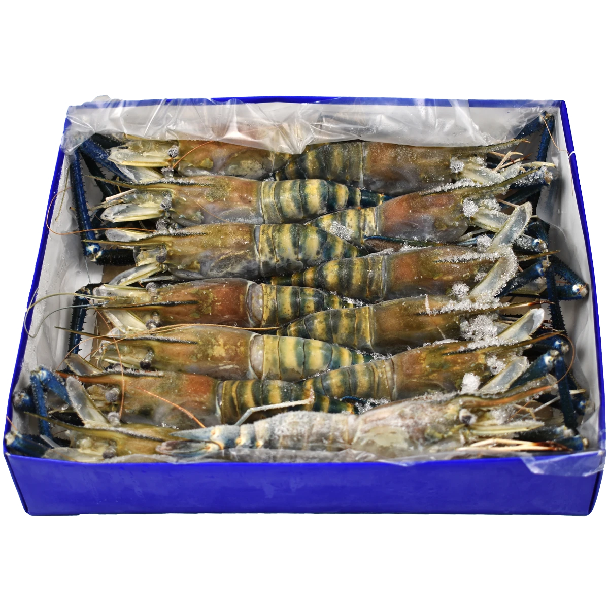 shrimp+fresh+water+head+on+shell+on+.png