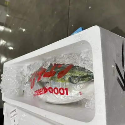 Hamachi Live Killed Hamachi Dress