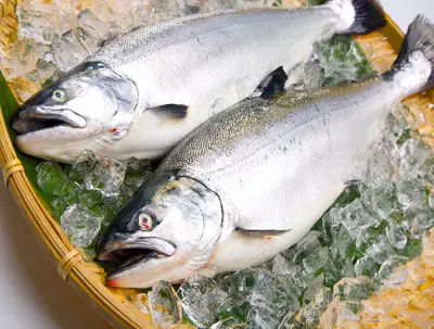 sakura-masu-cherry-trout-5-5-lbs_0.jpg