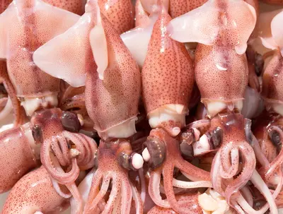 hotaru-ika-firefly-squid-250g_1.webp
