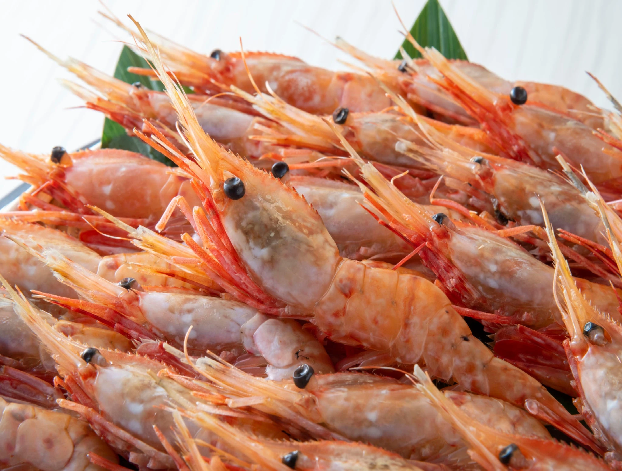 frozen-botan-ebi-spot-prawn-xl-21-24-pc_0.jpg