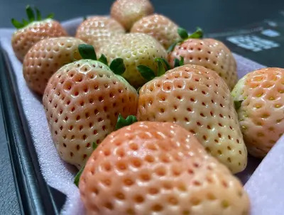 White Japanese Strawberry 270g - limited availability - Hokkaido Uni Shop