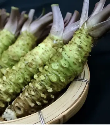 AAA Fresh Japanese Wasabi Roots - (Hon Wasabi) (Ikadaba (筏場) 100g)