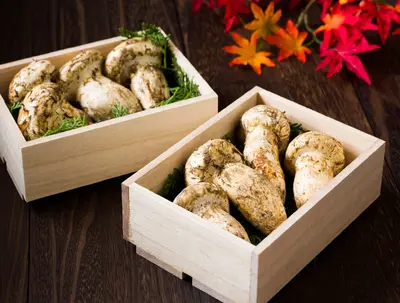 Matsutake  (Oregon AAA)
