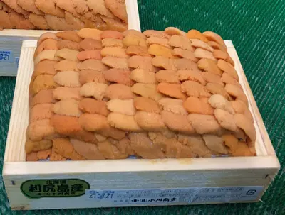 AAA Rishiri Large Uni 
