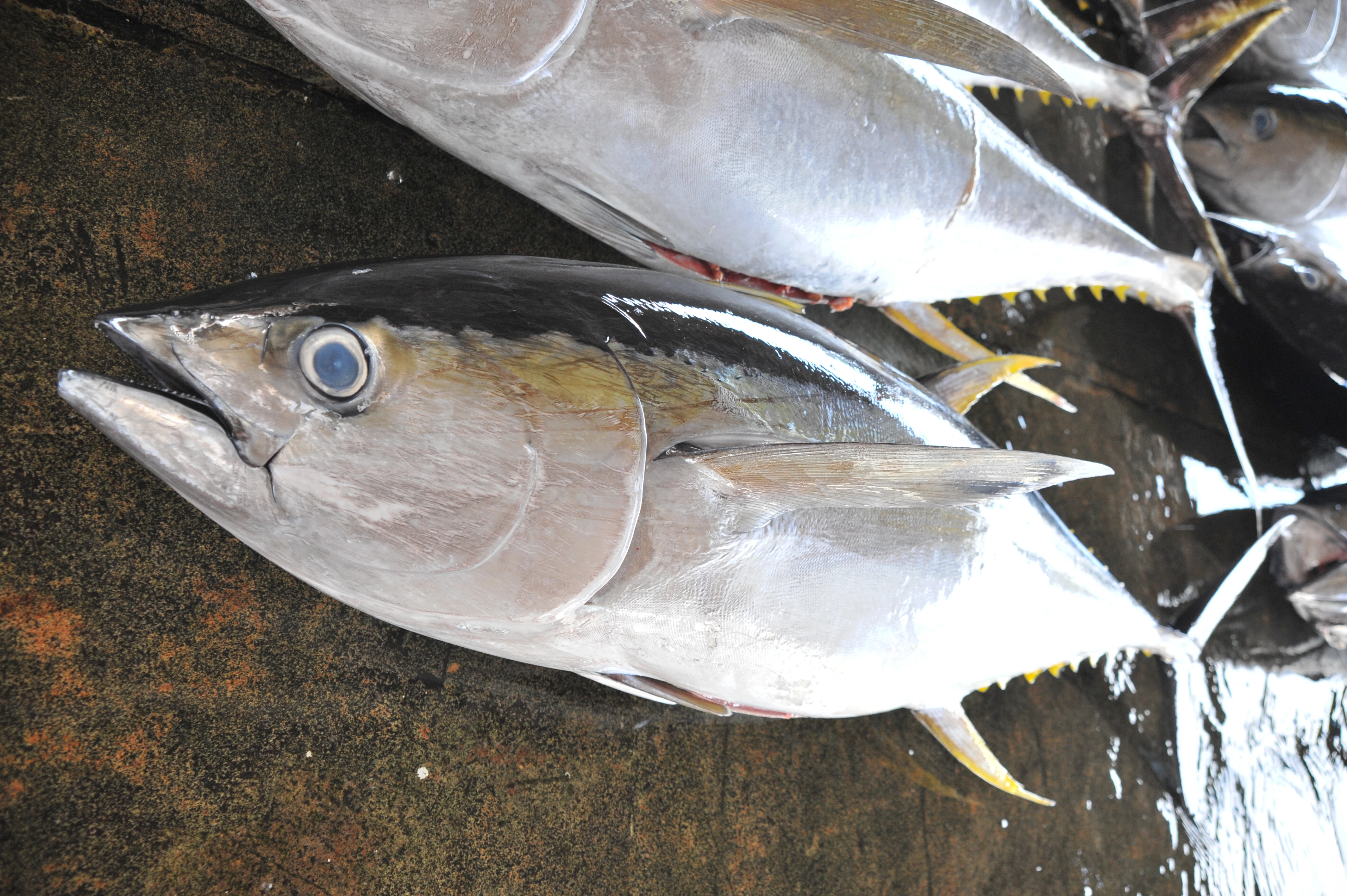 yellow-fin-tuna_0.jpg