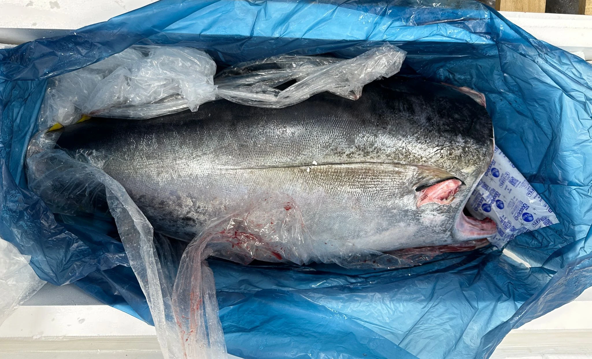 yellow-fin-tuna_1.jpg