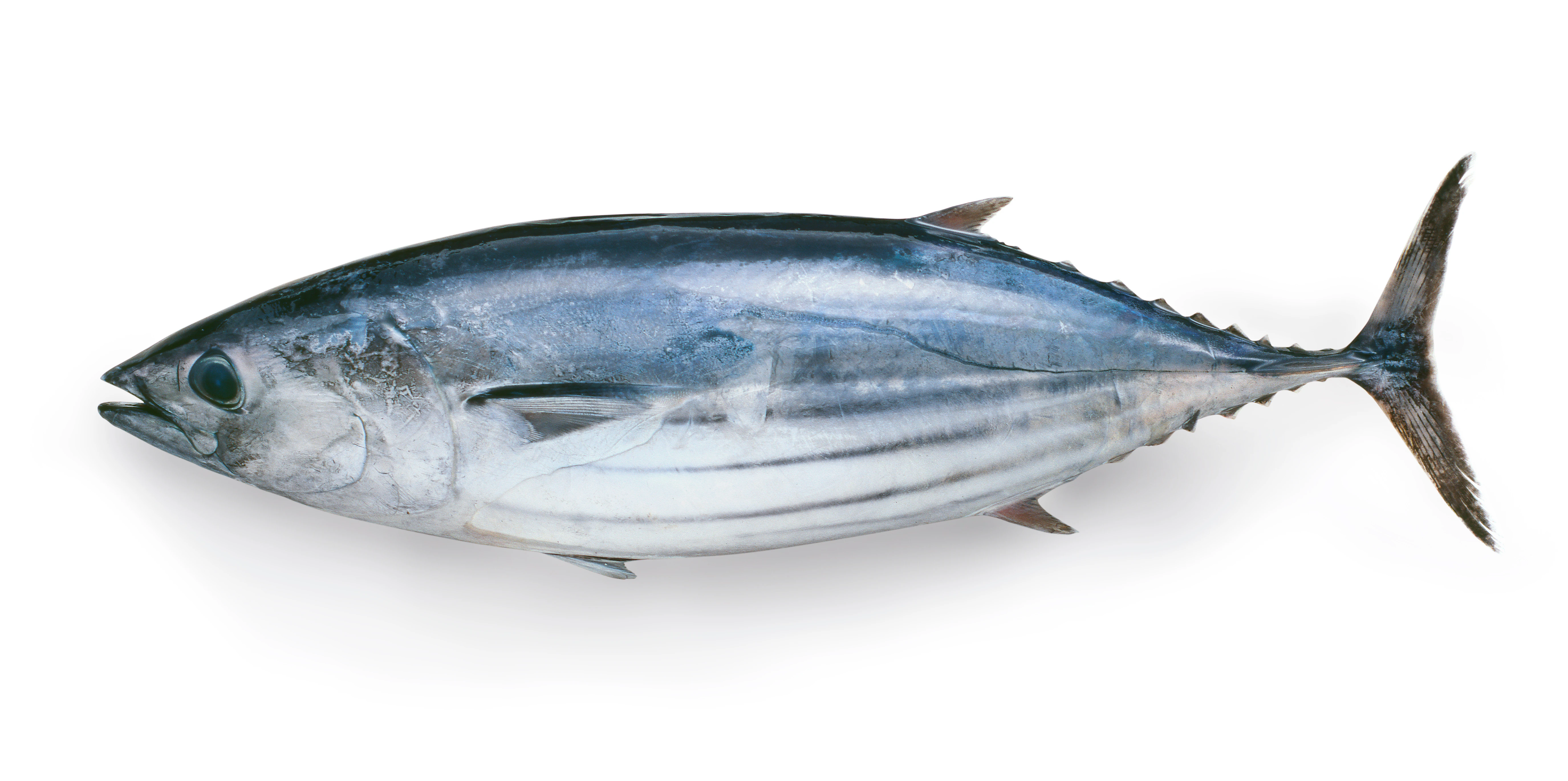katsuo_1.jpeg