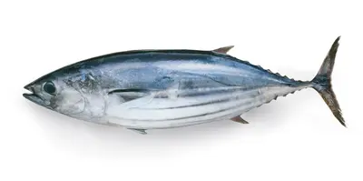 katsuo_1.jpeg