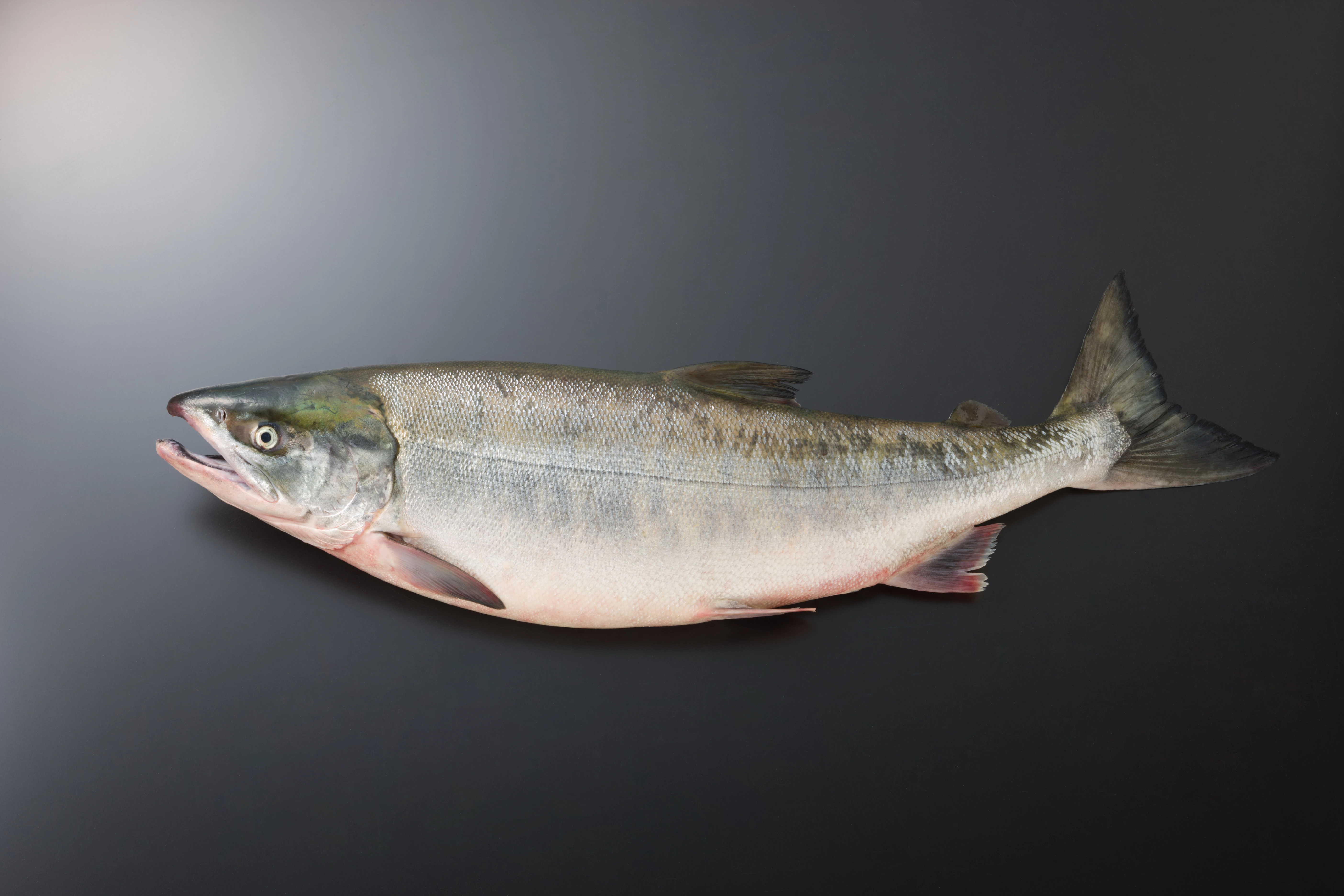 fall-chum-salmon-qiu-gui_0.jpeg