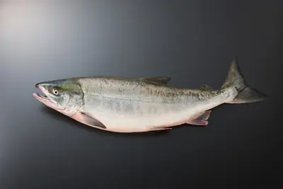 Fall Chum Salmon (秋鮭） (Fall Chum Salmon Male)