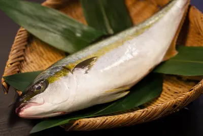 Hiramasa  (Kagoshima)