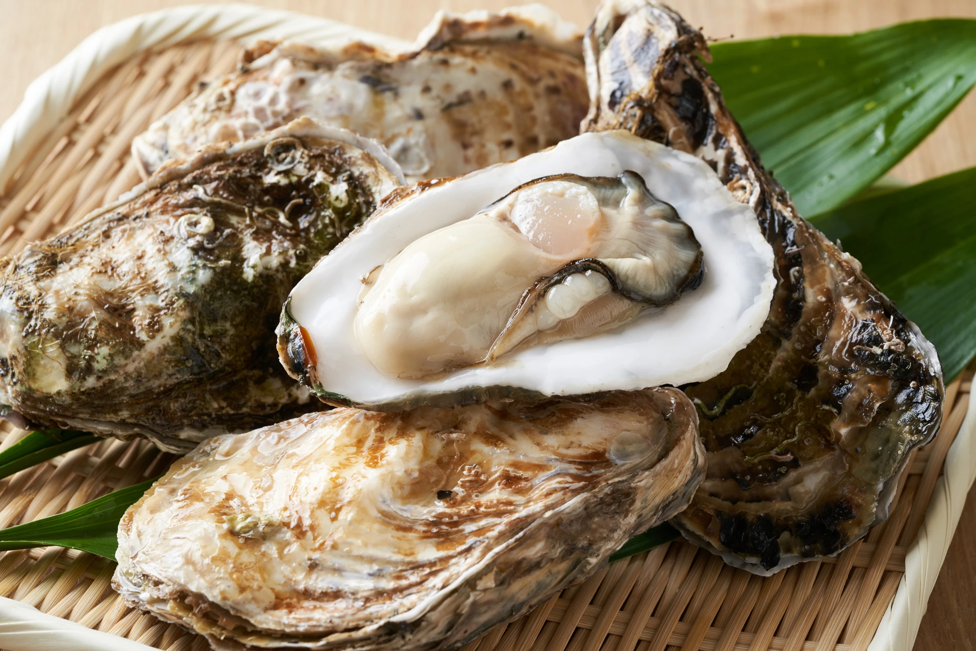 kumamoto-oyster_0.jpg