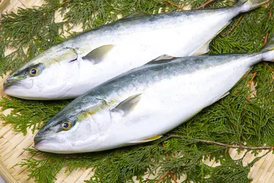 Himi Buri    (Himi )