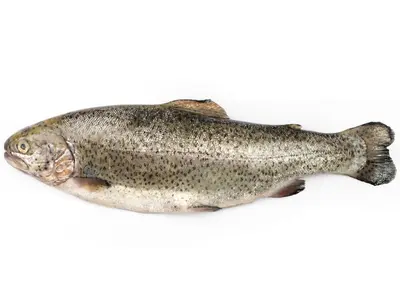 Fujisan Salmon 