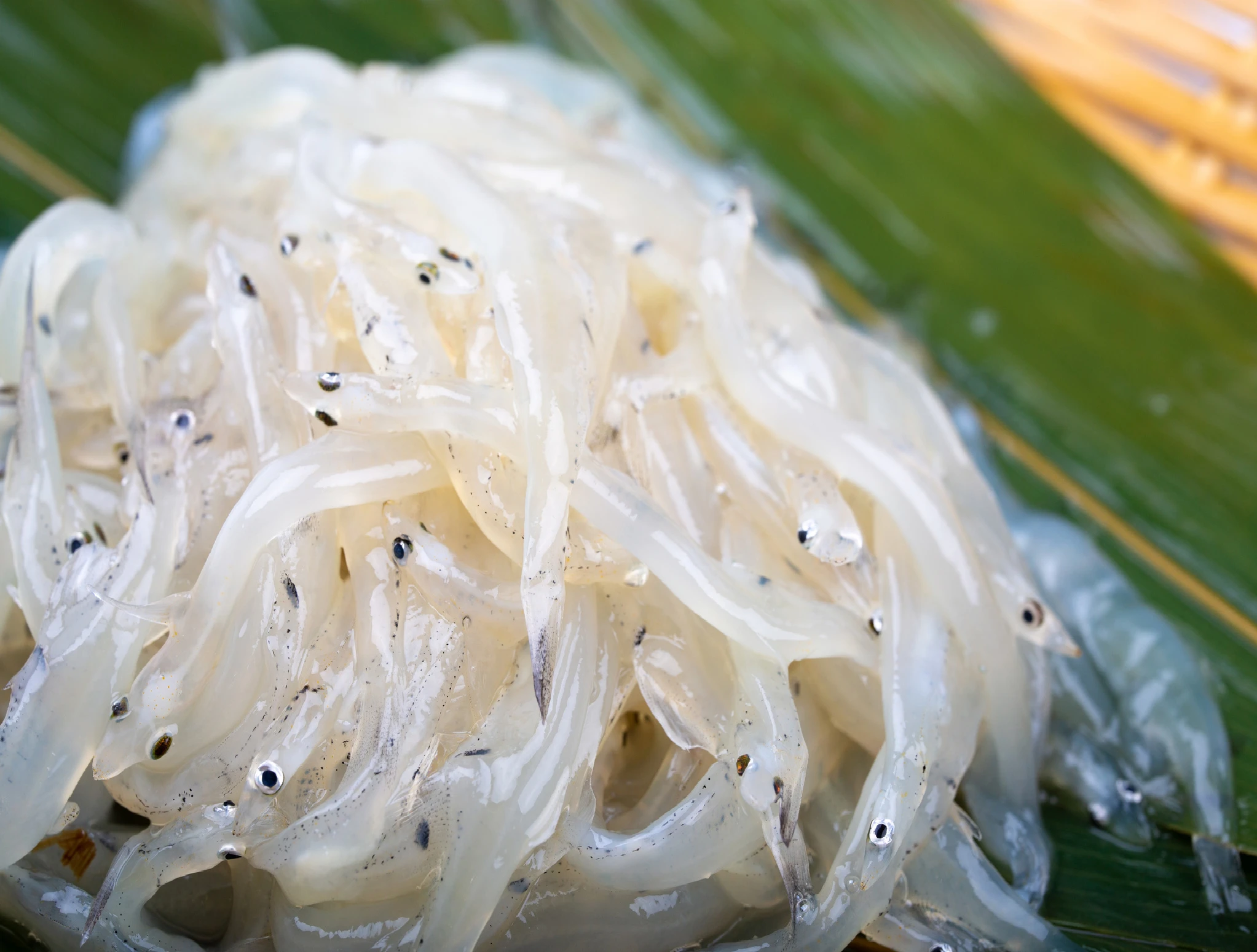 icefish-shirauo-200g_0.jpg