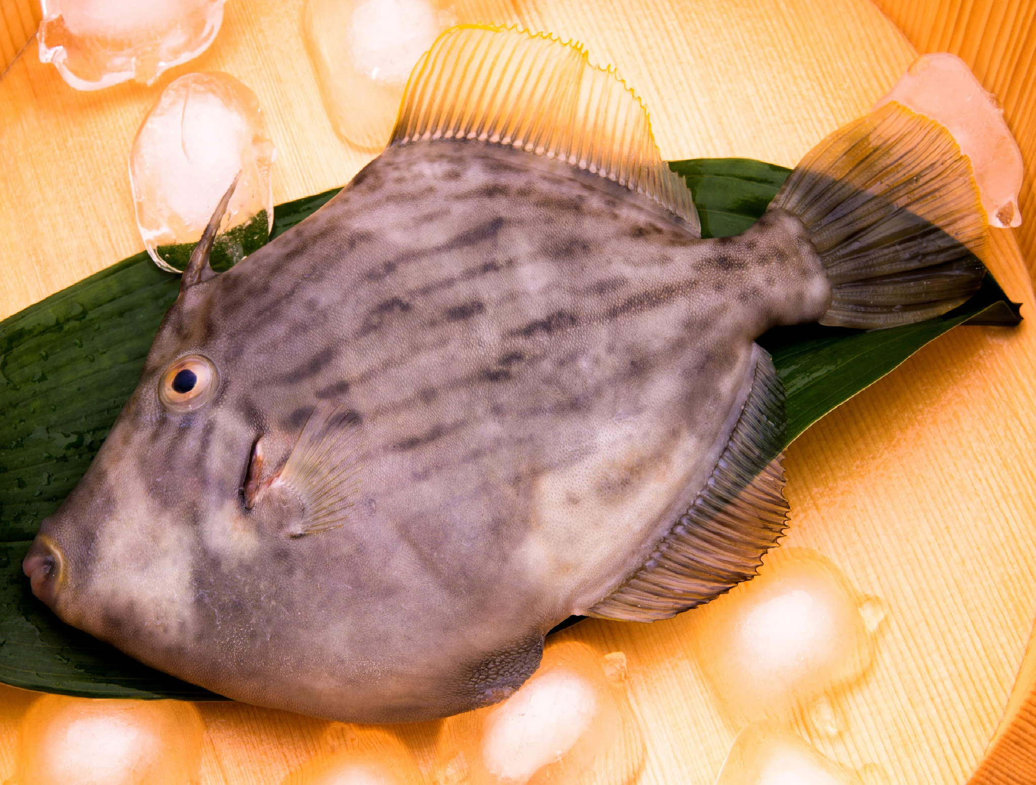 filefish-kawahagi_0.jpg