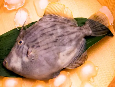 filefish-kawahagi_0.jpg