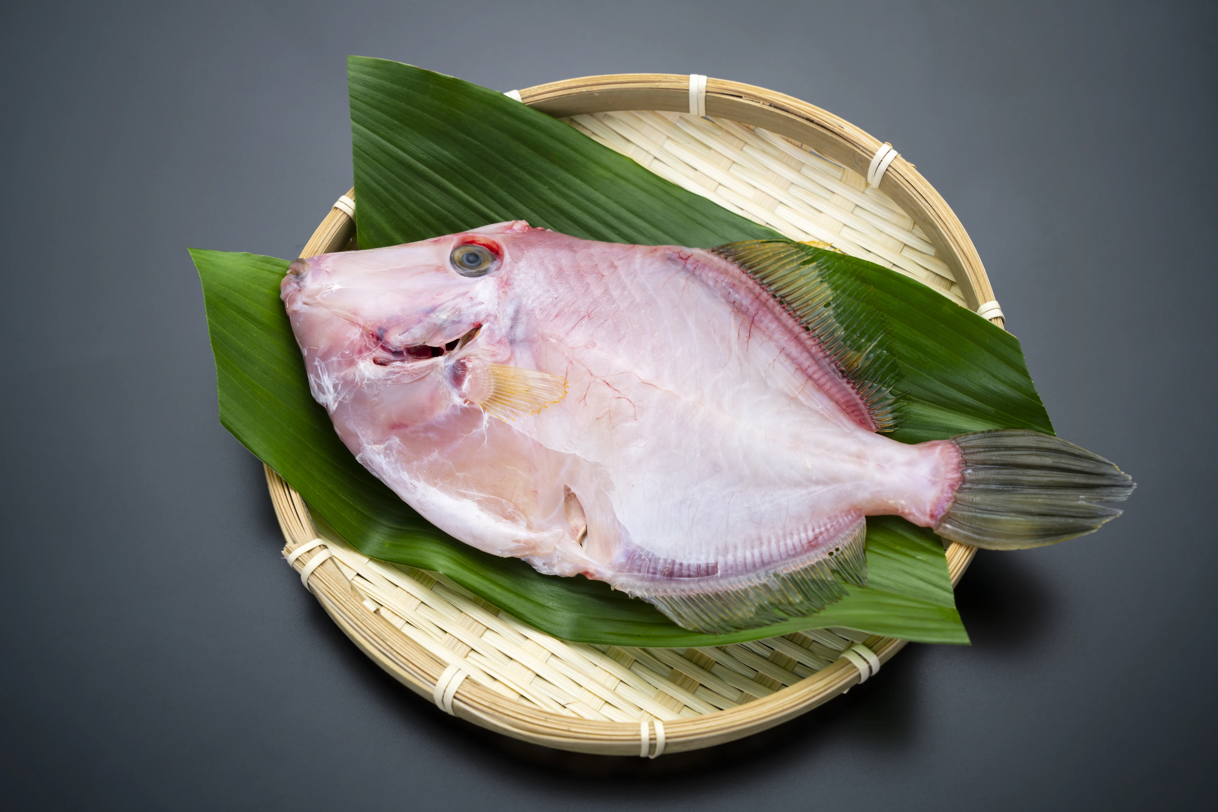 filefish-kawahagi_2.jpg