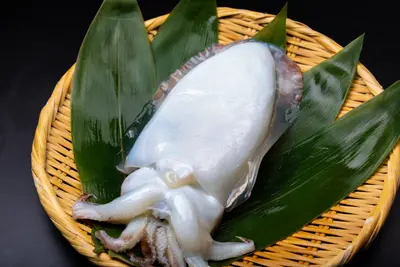 Shin Ika